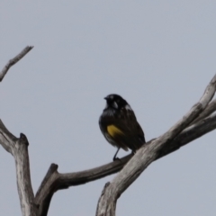 Phylidonyris novaehollandiae at Green Cape, NSW - 20 Dec 2023