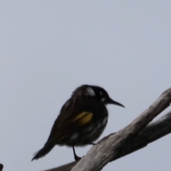 Phylidonyris novaehollandiae at Green Cape, NSW - 20 Dec 2023