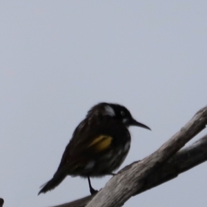 Phylidonyris novaehollandiae at Green Cape, NSW - 20 Dec 2023