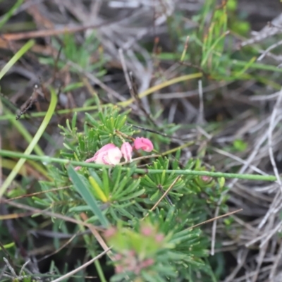 Grevillea lanigera (Woolly Grevillea) at Green Cape, NSW - 20 Dec 2023 by JimL
