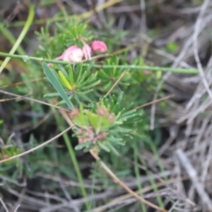 Grevillea lanigera at Beowa National Park - 20 Dec 2023 05:40 PM