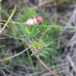 Grevillea lanigera at Ben Boyd National Park - 20 Dec 2023