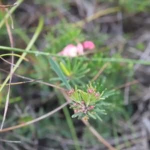 Grevillea lanigera at Beowa National Park - 20 Dec 2023 05:40 PM