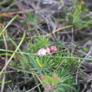 Grevillea lanigera at Beowa National Park - 20 Dec 2023 05:40 PM