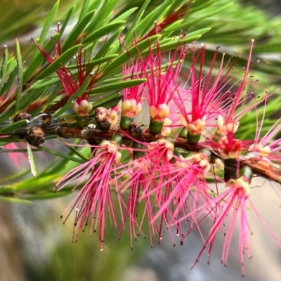 Callistemon subulatus at Nadgee, NSW - 21 Dec 2023 by JimL