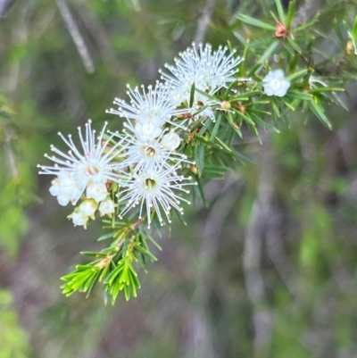 Kunzea ambigua (White Kunzea) at Nadgee, NSW - 20 Dec 2023 by JimL