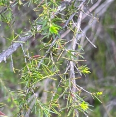 Kunzea ambigua at Nadgee Nature Reserve - suppressed