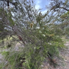 Kunzea ambigua at Nadgee Nature Reserve - suppressed