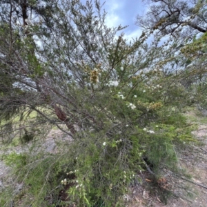 Kunzea ambigua at Nadgee Nature Reserve - suppressed