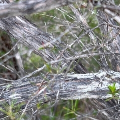 Kunzea ambigua at Nadgee Nature Reserve - 21 Dec 2023