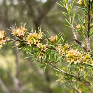 Kunzea ambigua at Nadgee Nature Reserve - suppressed