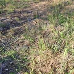 Aristida sp. (A Wiregrass) at Kambah, ACT - 21 Dec 2023 by LPadg
