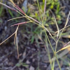 Aristida sp. at Mount Taylor - 22 Dec 2023 07:28 AM