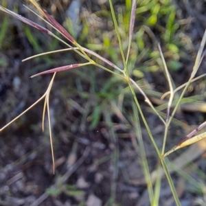 Aristida sp. at Mount Taylor - 22 Dec 2023