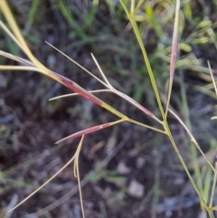 Aristida sp. at Mount Taylor - 22 Dec 2023 07:28 AM