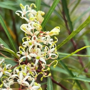 Lomatia myricoides at Nadgee Nature Reserve - 21 Dec 2023