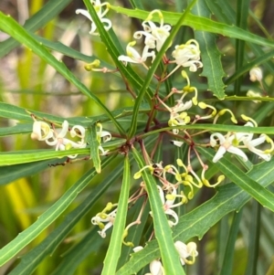 Lomatia myricoides at Nadgee Nature Reserve - 21 Dec 2023