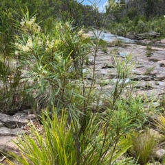 Lomatia myricoides at Nadgee Nature Reserve - 21 Dec 2023