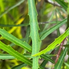 Lomatia myricoides at Nadgee Nature Reserve - 21 Dec 2023