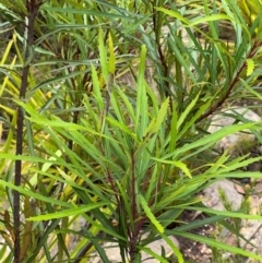 Lomatia myricoides at Nadgee Nature Reserve - 21 Dec 2023