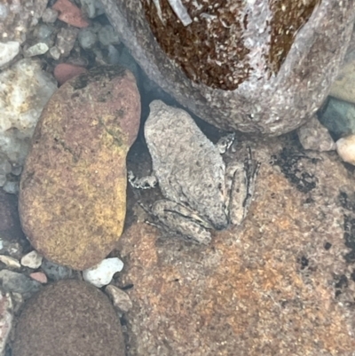 Limnodynastes dumerilii at Nadgee, NSW - 21 Dec 2023 by JimL