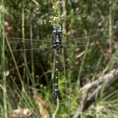Eusynthemis guttata (Southern Tigertail) at Bogong Peaks Wilderness, NSW - 18 Dec 2023 by AJB