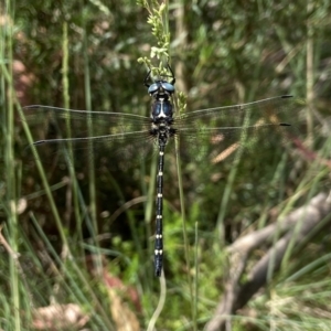 Eusynthemis guttata at Kosciuszko National Park - suppressed