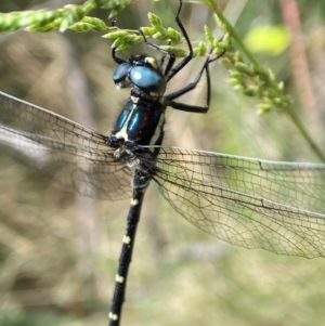 Eusynthemis guttata at Kosciuszko National Park - suppressed