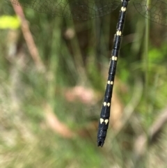 Eusynthemis guttata at Kosciuszko National Park - suppressed