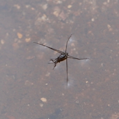 Gerridae (family) (Unidentified water strider) at Nadgee Nature Reserve - 21 Dec 2023 by JimL