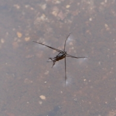 Unidentified Water or Shore Bug (several families) at Nadgee Nature Reserve - 21 Dec 2023 by JimL
