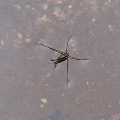 Unidentified Water or Shore Bug (several families) at Nadgee Nature Reserve - 21 Dec 2023 by JimL