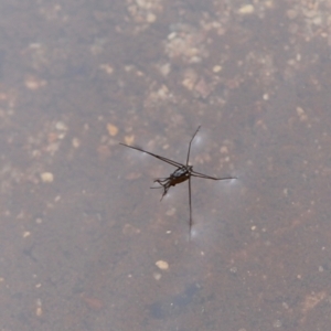 Gerridae (family) at Nadgee Nature Reserve - 21 Dec 2023 11:37 AM