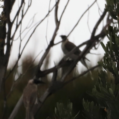 Philemon corniculatus (Noisy Friarbird) at Green Cape, NSW - 20 Dec 2023 by JimL