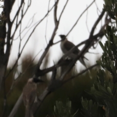 Philemon corniculatus (Noisy Friarbird) at Green Cape, NSW - 20 Dec 2023 by JimL