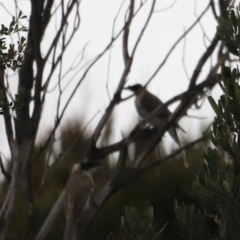 Philemon corniculatus at Ben Boyd National Park - 20 Dec 2023 05:41 PM