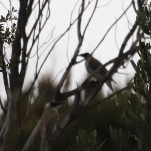 Philemon corniculatus at Ben Boyd National Park - 20 Dec 2023