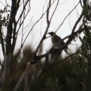 Philemon corniculatus at Beowa National Park - 20 Dec 2023 05:41 PM