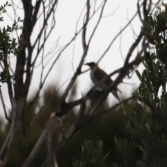 Philemon corniculatus at Ben Boyd National Park - 20 Dec 2023