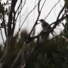 Philemon corniculatus at Ben Boyd National Park - 20 Dec 2023 05:41 PM