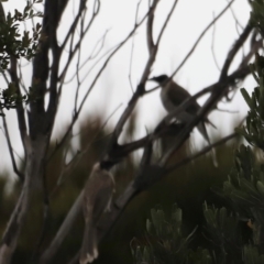 Philemon corniculatus at Beowa National Park - 20 Dec 2023 05:41 PM