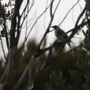 Philemon corniculatus at Ben Boyd National Park - 20 Dec 2023