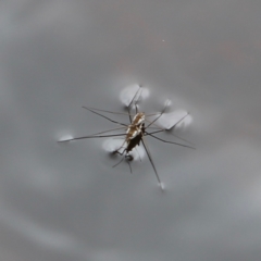 Gerridae (family) (Water strider) at Nadgee, NSW - 21 Dec 2023 by JimL