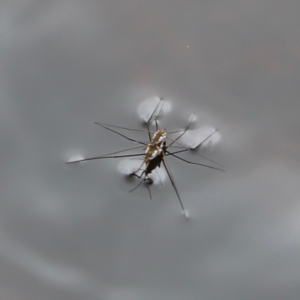 Gerridae (family) at Nadgee Nature Reserve - 21 Dec 2023