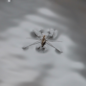 Gerridae (family) at Nadgee Nature Reserve - 21 Dec 2023