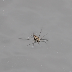 Gerridae (family) at Nadgee Nature Reserve - 21 Dec 2023