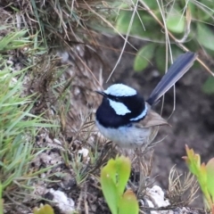 Malurus cyaneus (Superb Fairywren) at Green Cape, NSW - 20 Dec 2023 by JimL