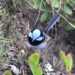 Malurus cyaneus at Green Cape, NSW - 20 Dec 2023