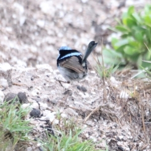 Malurus cyaneus at Green Cape, NSW - 20 Dec 2023 06:27 PM