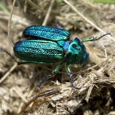 Diphucephala sp. (genus) (Green Scarab Beetle) at Gooandra, NSW - 19 Dec 2023 by AJB